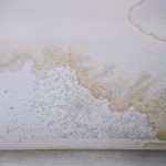Mould stains on the ceiling